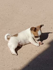 cachorros
